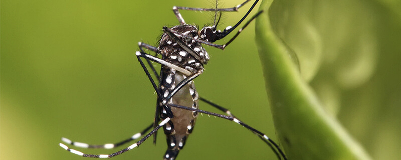 La ministra costarricense de Salud hace un llamado a la prevención del dengue