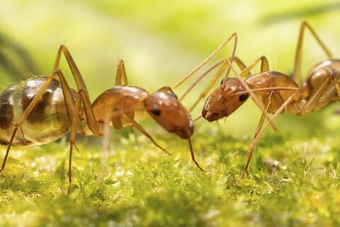 Hormiga Loca: Especie Invasora que Amenaza los Cultivos