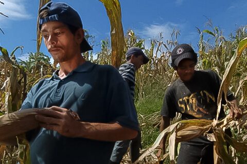 Mano de Obra Nicaragüense y su Impacto Laboral en Costa Rica